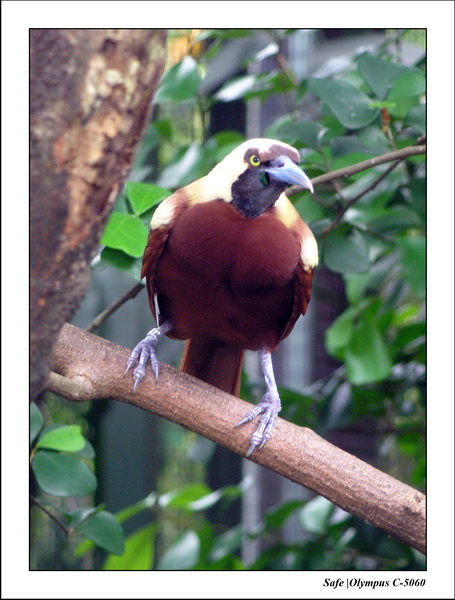 2005 - 06 - Jurong Birdpark 11.JPG